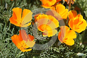 Eschscholzia Californica Ã¢â¬â California Poppy Flowers